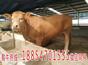 漳浦縣養(yǎng)牛場小黃牛價(jià)格與畜牧漁業(yè)飼料銷售分析